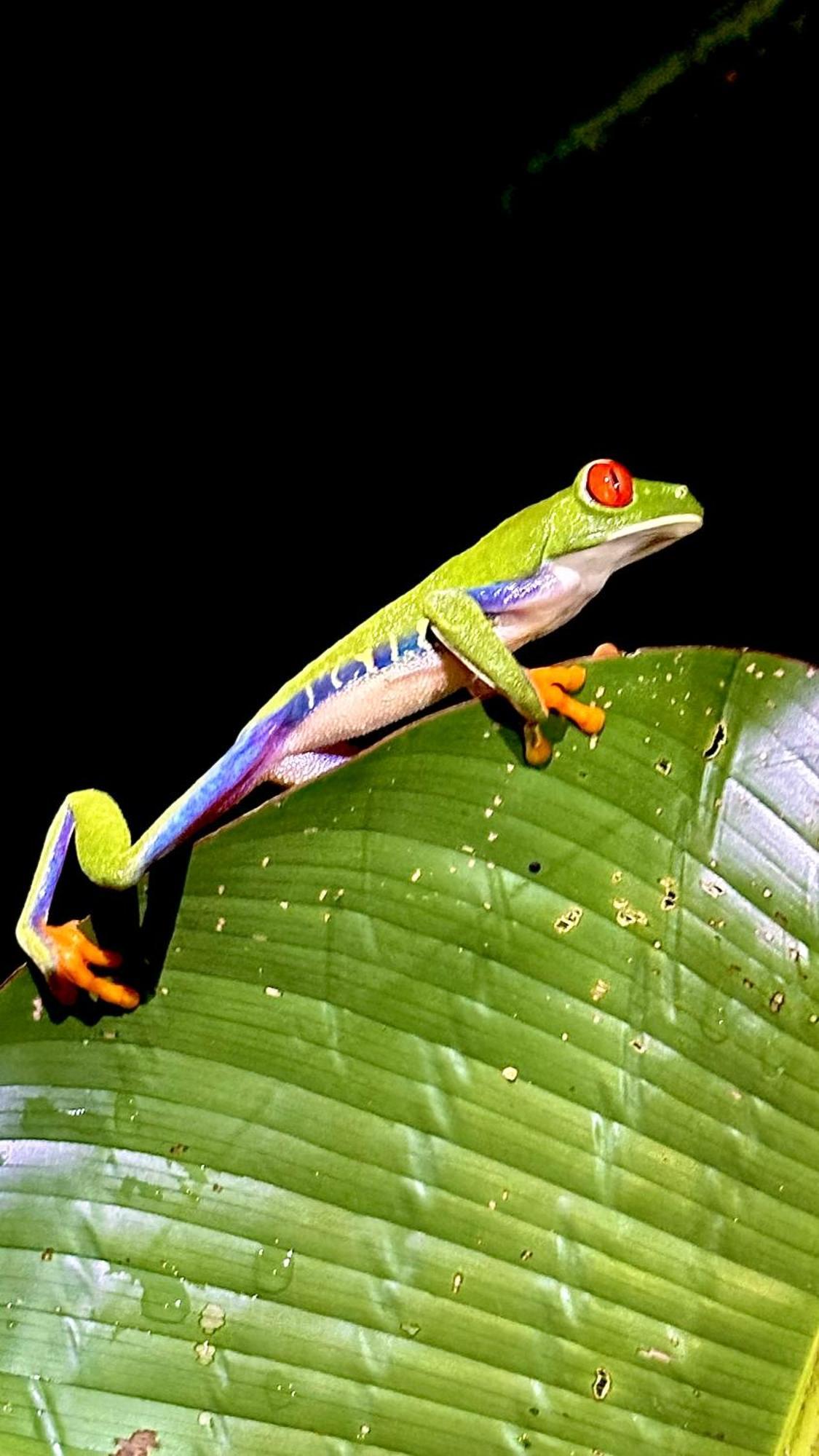 H Et L Apartment Tortuguero Bagian luar foto