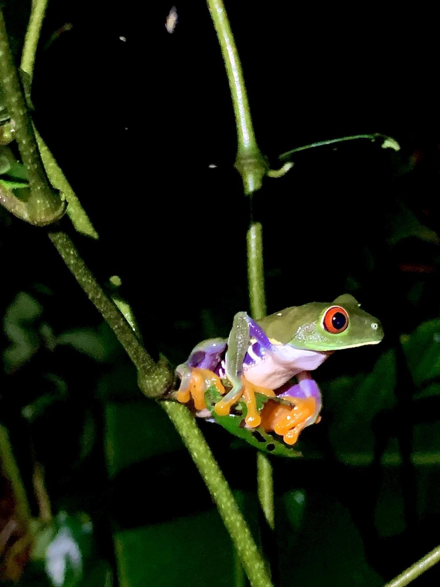 H Et L Apartment Tortuguero Bagian luar foto